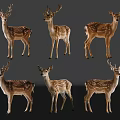 Group Of Six Brown White Spotted Deer With Antlers Standing On Black Background