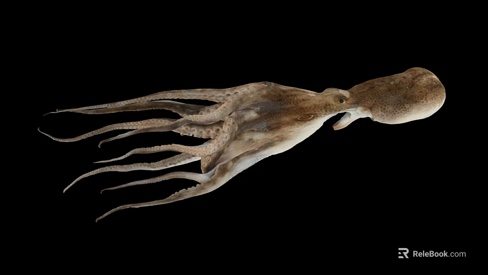 Fresh Whole Raw Squid With Extended Tentacles On Black Background 3d model 