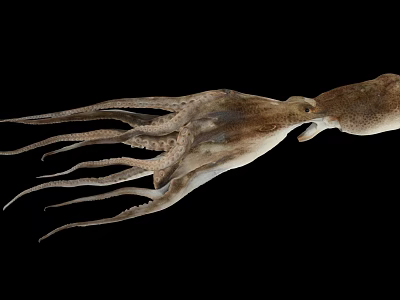 Fresh Whole Raw Squid With Extended Tentacles On Black Background 3d model