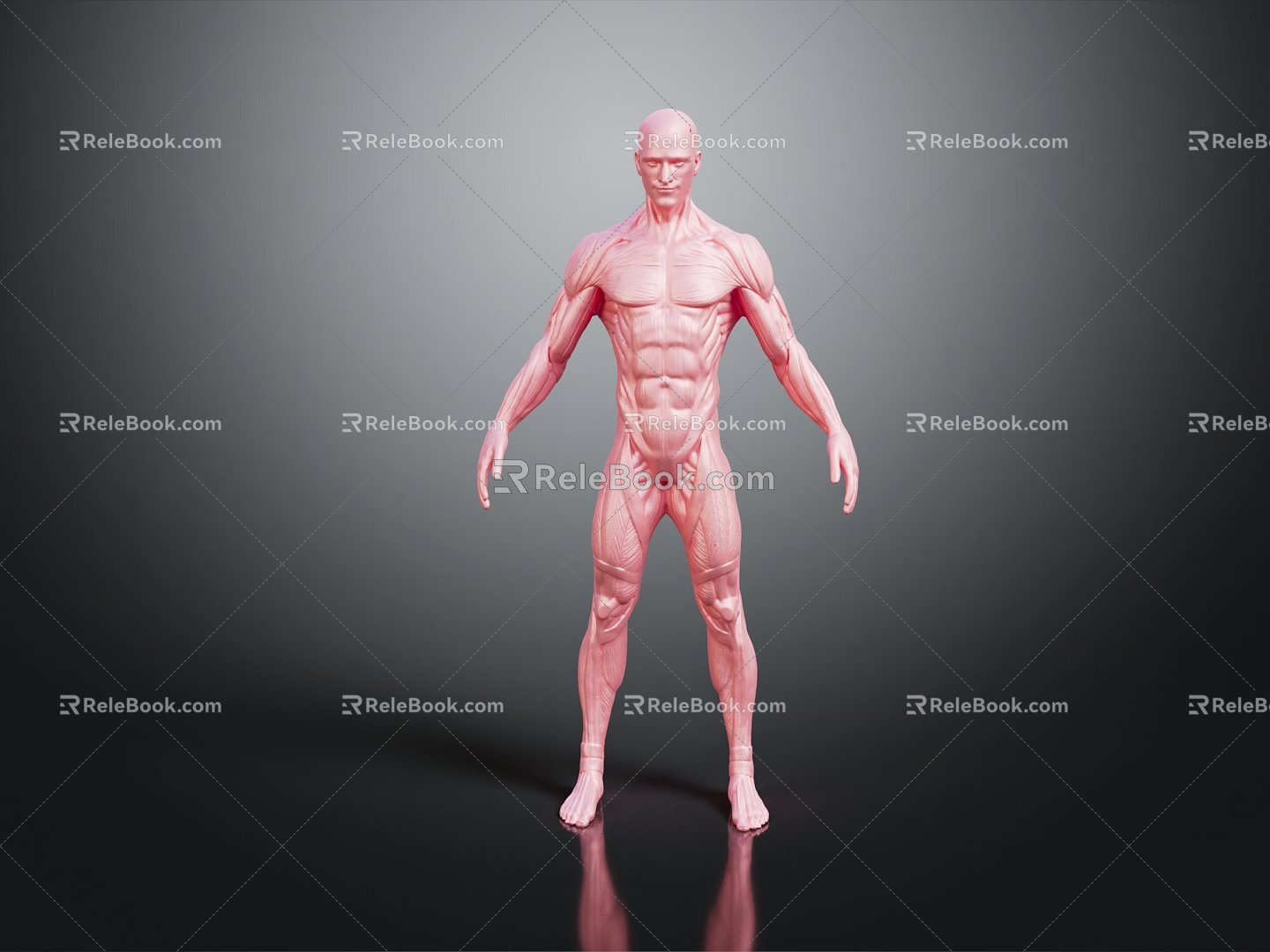 Modern Muscle Human Muscle 3d model