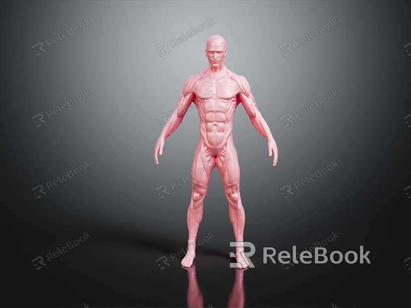 Modern Muscle Human Muscle model