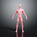 Detailed Medical Device 3D Human Muscle Anatomy Model For Educational Demonstration
