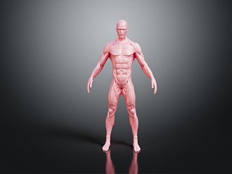 Modern Muscle Human Muscle 3d model