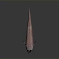 Pink Aquatic Fish With Long Body Large Eyes And Whisker Like Structures On Dark Background