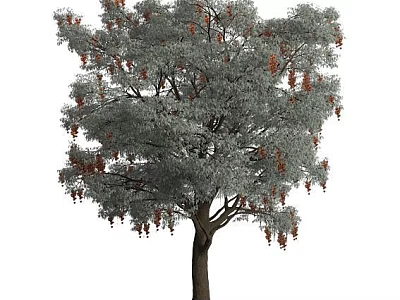 Silver Gray Leaf Tree With Brown Trunk And Red Clusters In Lush Canopy 3d model