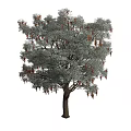 Silver Gray Leaf Tree With Brown Trunk And Red Clusters In Lush Canopy 3d model