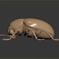 Shiny Golden Metallic Beetle with Reflection on Dark Background Close Up 3d model