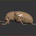 Modern Beetle Golden Flower Beetle Beetle Scarab 3d model