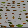 Various Colored Plant Leaves With Different Shapes Arranged On White Background