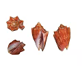 Vibrant Orange Conch Shells from Aquatic Animals in Various Shapes 3d model