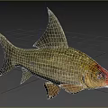Silver Gray Fish With Red Head And Large Dorsal Fin Swimming In Blue Water