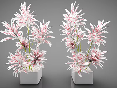 Pink and White Leafy Plants in White Square Pots for Indoor Decoration 3d model