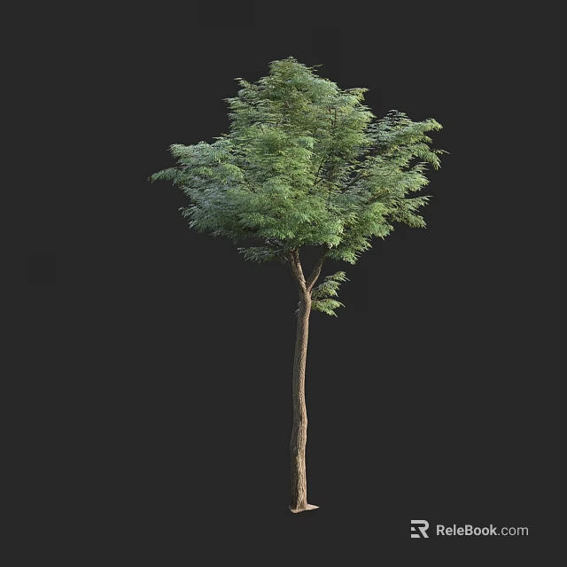 Arbor with Green Leaves and Slender Tree Trunk in 3D Rendering Isolated on Black Background 3d model