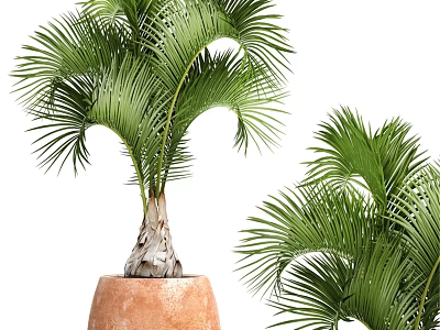 Decorative Ornament Set With Palm Trees And Terracotta Pots For Home Decor 3d model