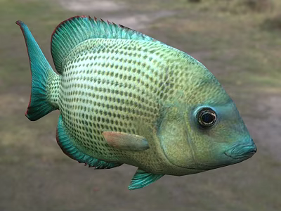 Colorful Aquatic Fish With Teal Body Reticulated Scales Red Edged Fins And Large Eyes 3d model