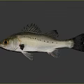 Silver Fish With Black Spots Dark Fins And Tail On Gray Background With Reflection 3d model