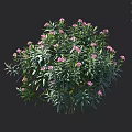 Pink Flowering Shrub with Green Leaves and Measured Height in Centimeters
