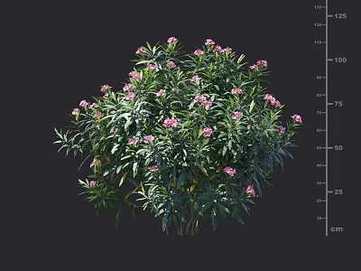 Pink Flowering Shrub with Green Leaves and Measured Height in Centimeters 3d model
