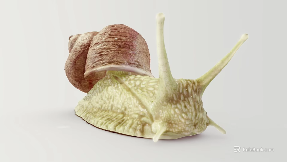 Reptile Snail With Brown Spiral Shell And Green Speckled Body On White Background 3d model 