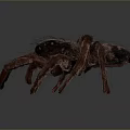 Brown Hairy Spider With Multiple Long Legs And Black Eyes