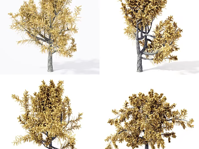 Golden Foliage Arbor Varieties With Different Shapes And Natural Branch Structures 3d model