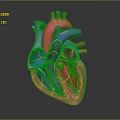 Detailed Human Heart Anatomical 3D Model with Colorful Ventricles Atria and Blood Vessels