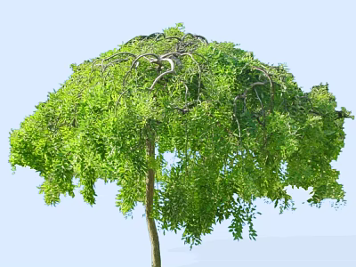 Lush Green Arbor With Umbrella Shaped Canopy And Dense Foliage In Natural Setting 3d model