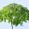 Lush Green Arbor With Umbrella Shaped Canopy And Dense Foliage In Natural Setting