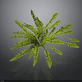 Vibrant Green Fern Plant With Lush Feathery Fronds On Dark Background