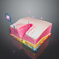 Detailed 3D Model of Human Skin Structure Showing Layers and Pink Particles
