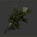 Lush Green Leaf Plant with Small White Flowers and Fresh Branches