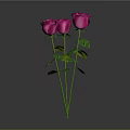 Vibrant Pink Roses With Green Stems And Leaves On Gray Background