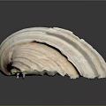 Large Ribbed Seashell With White And Orange Shiny Surface On Black Reflective Background