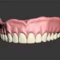 Human Mandible Anatomical Model With White Teeth And Pink Gum Structure