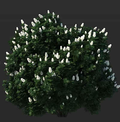 Lush Green Bush Covered With White Small Flowers In Garden Landscape 3d model