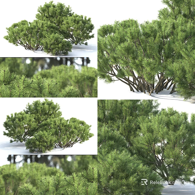 Lush Green Shrubs With Dense Foliage In Natural Outdoor Landscape 3d model 