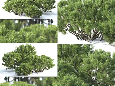 Lush Green Shrubs With Dense Foliage In Natural Outdoor Landscape 3d model