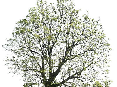 Tall Arbor With Lush Green Leaves And Spreading Branches In Natural Setting 3d model