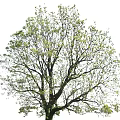 Tall Arbor With Lush Green Leaves And Spreading Branches In Natural Setting
