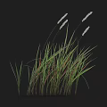Lush Green Grass With White Flower Spikes And Fresh Long Leaves In Natural Arrangement