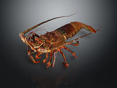 Detailed Colorful Lobster With Long Curved Antennae Large Claws And Segmented Legs On Dark Background 3d model