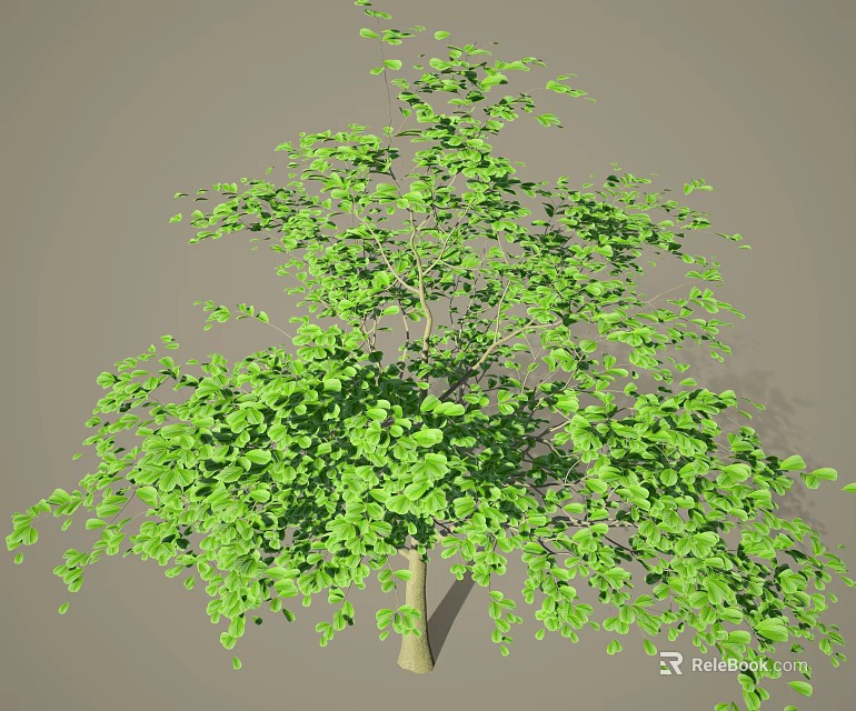 Tall Arbor Featuring Green Leaves Lush Foliage And Full Canopy Structure 3d model 