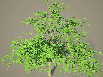 Tall Arbor Featuring Green Leaves Lush Foliage And Full Canopy Structure 3d model
