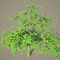 Tall Arbor Featuring Green Leaves Lush Foliage And Full Canopy Structure