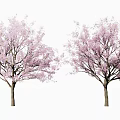 Two Pink Flowering Trees With Abundant Pink Blooms And Delicate Branches