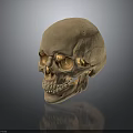 Detailed Human Skull Anatomical Structure Display On Dark Reflective Surface