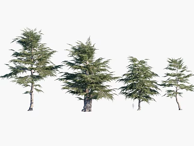 modern tree cedar 3d model
