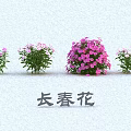 Periwinkle Flowers With Pink And White Blooms And Green Leaves In Various Sizes