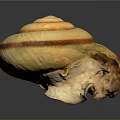 Snail Shell Organ With Natural Fibrous Texture And Spiral Brown Stripes