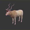 Antelope With Curved Horns Light Brown And White Coat Standing On Dark Background Showing Reflection